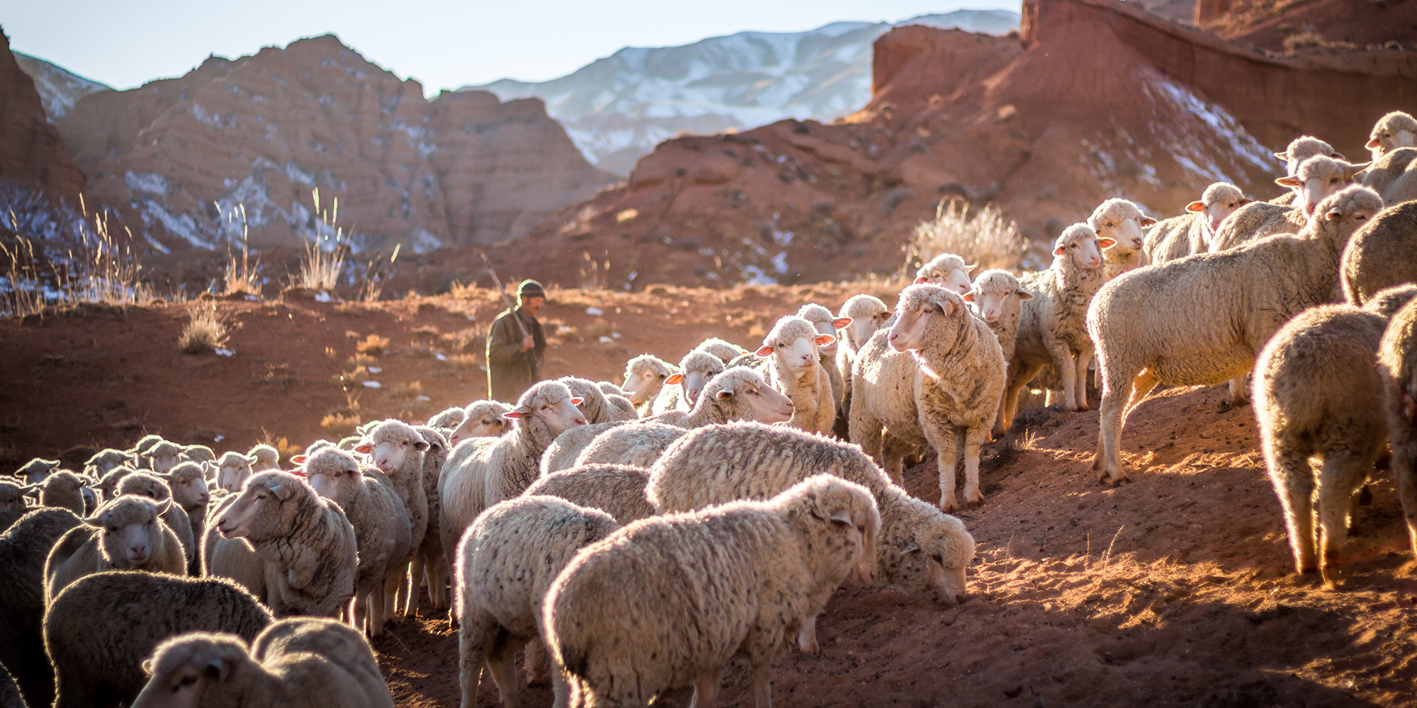 Shepherd King Devo Image