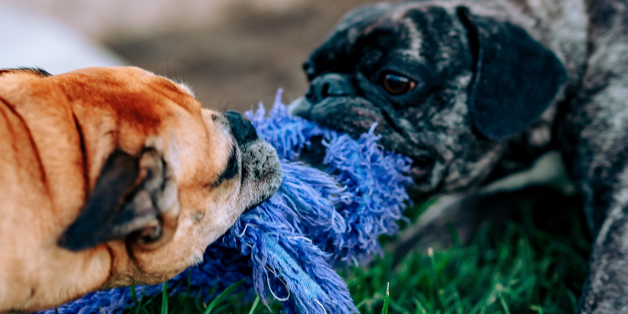 Who You Are Devo Image