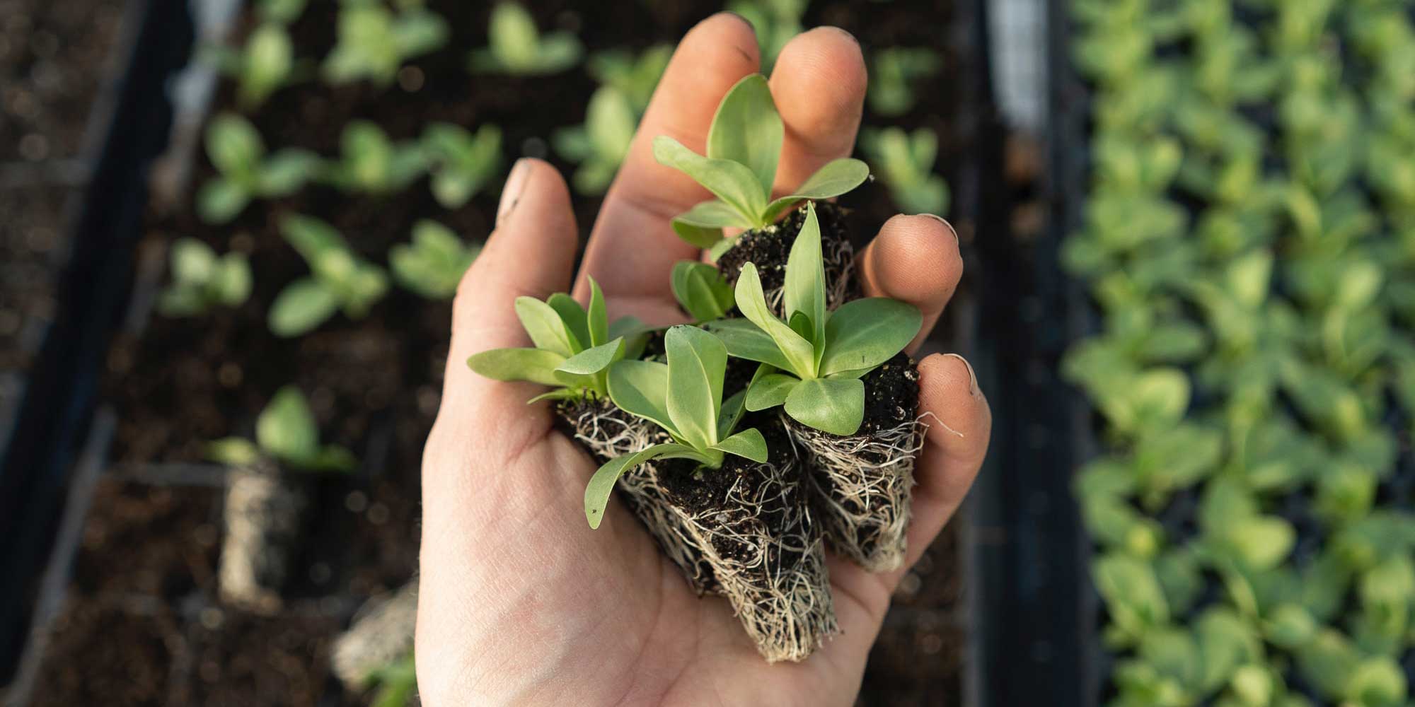 Spiritual-Growth-Resources