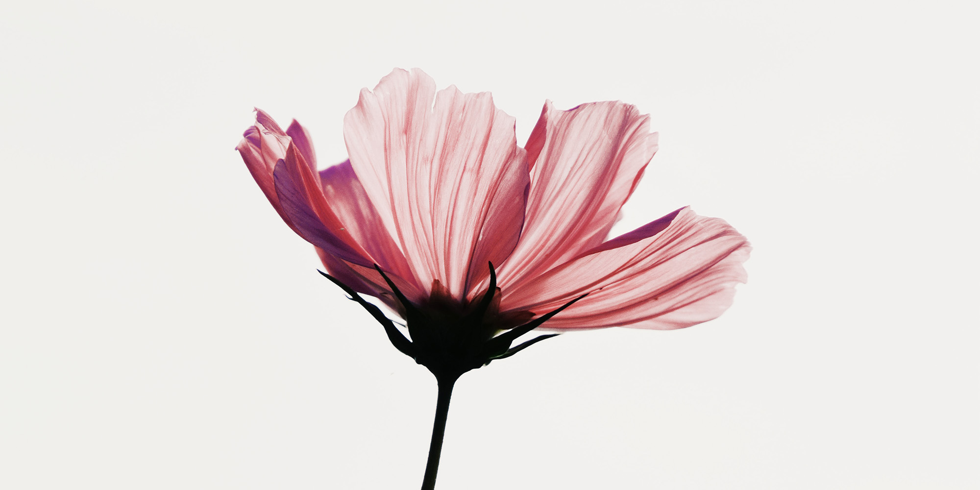 Vulner-able Devo Image